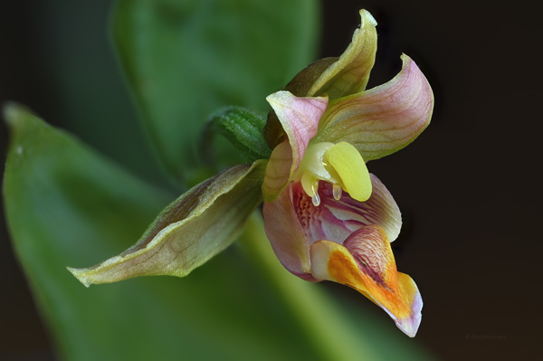 Orchidaceae